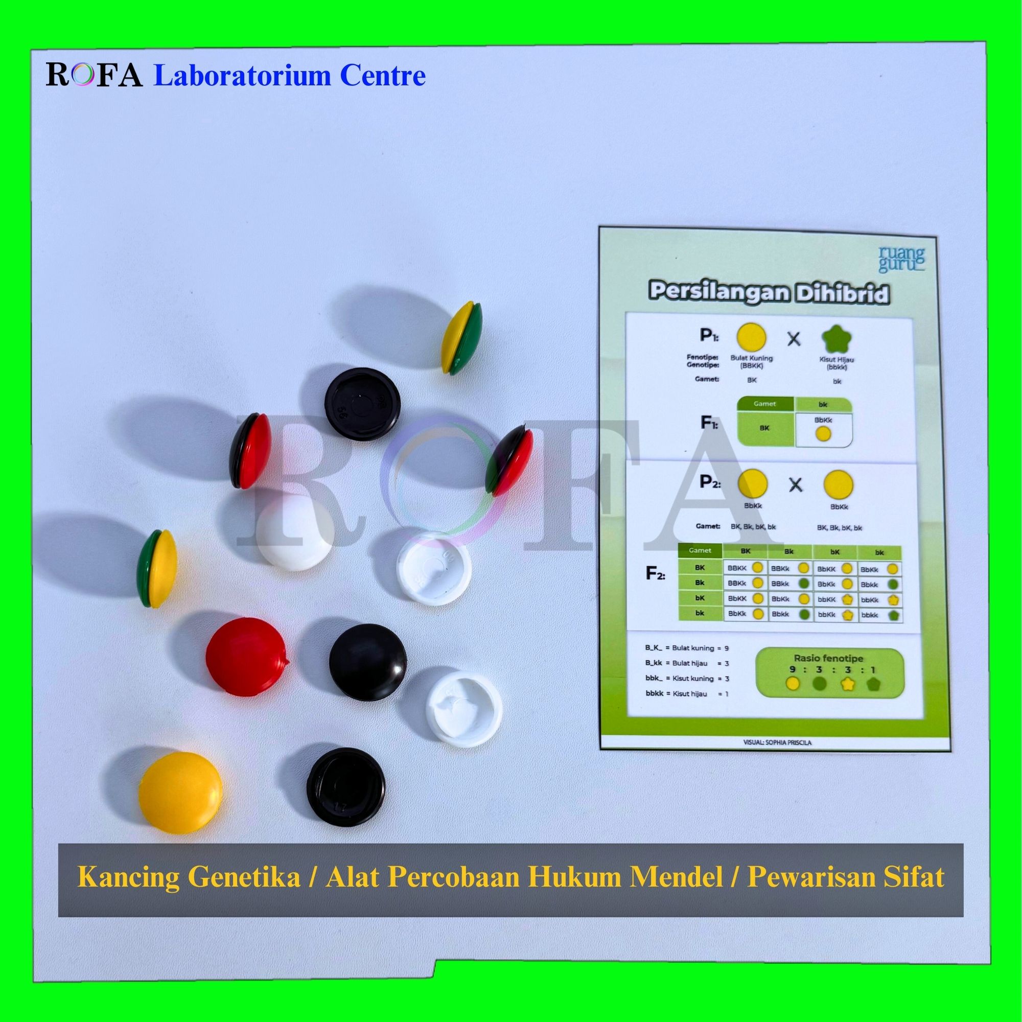 Kancing Genetika Kotak Genetika Alat Percobaan Hukum Mendel -4
