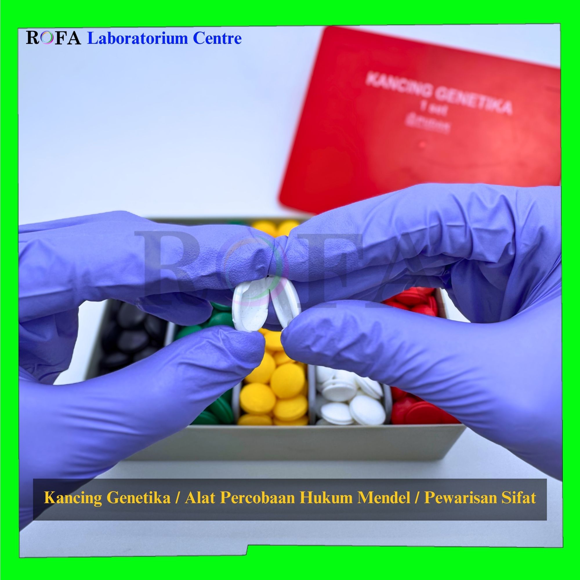 Kancing Genetika Kotak Genetika Alat Percobaan Hukum Mendel -5